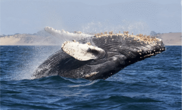 Whale Watch  & The Arch